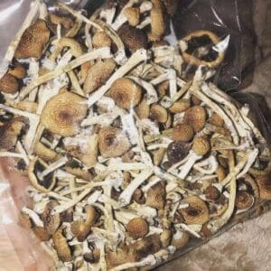 Albino Cambodians Magic Mushrooms