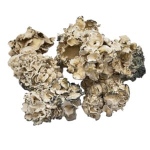 Enigma Magic Mushrooms