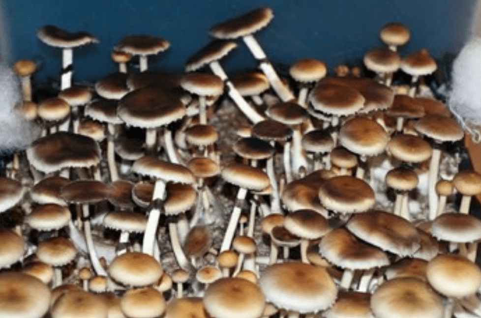 Corumba Brazilian (Spore print) - Image 2