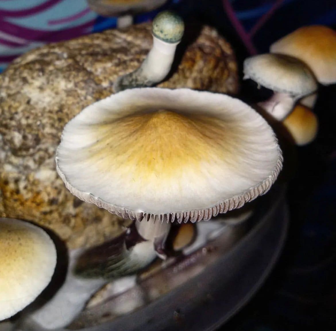 Aux Arc Psilocybe Cubensis syringe